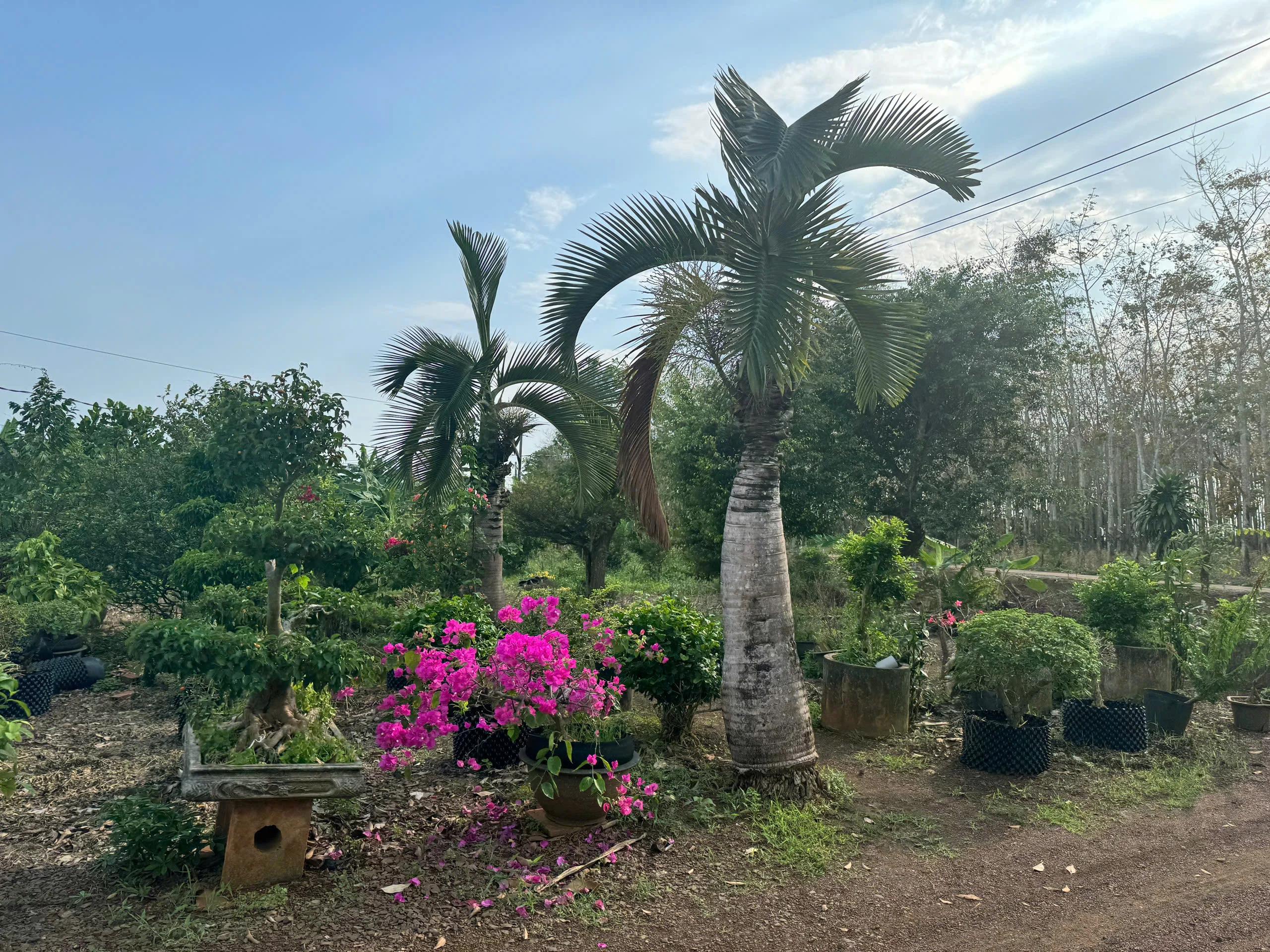 Bán đất nông nghiệp Xã Cẩm Đưỡng huyện Long Thành Đồng Nai