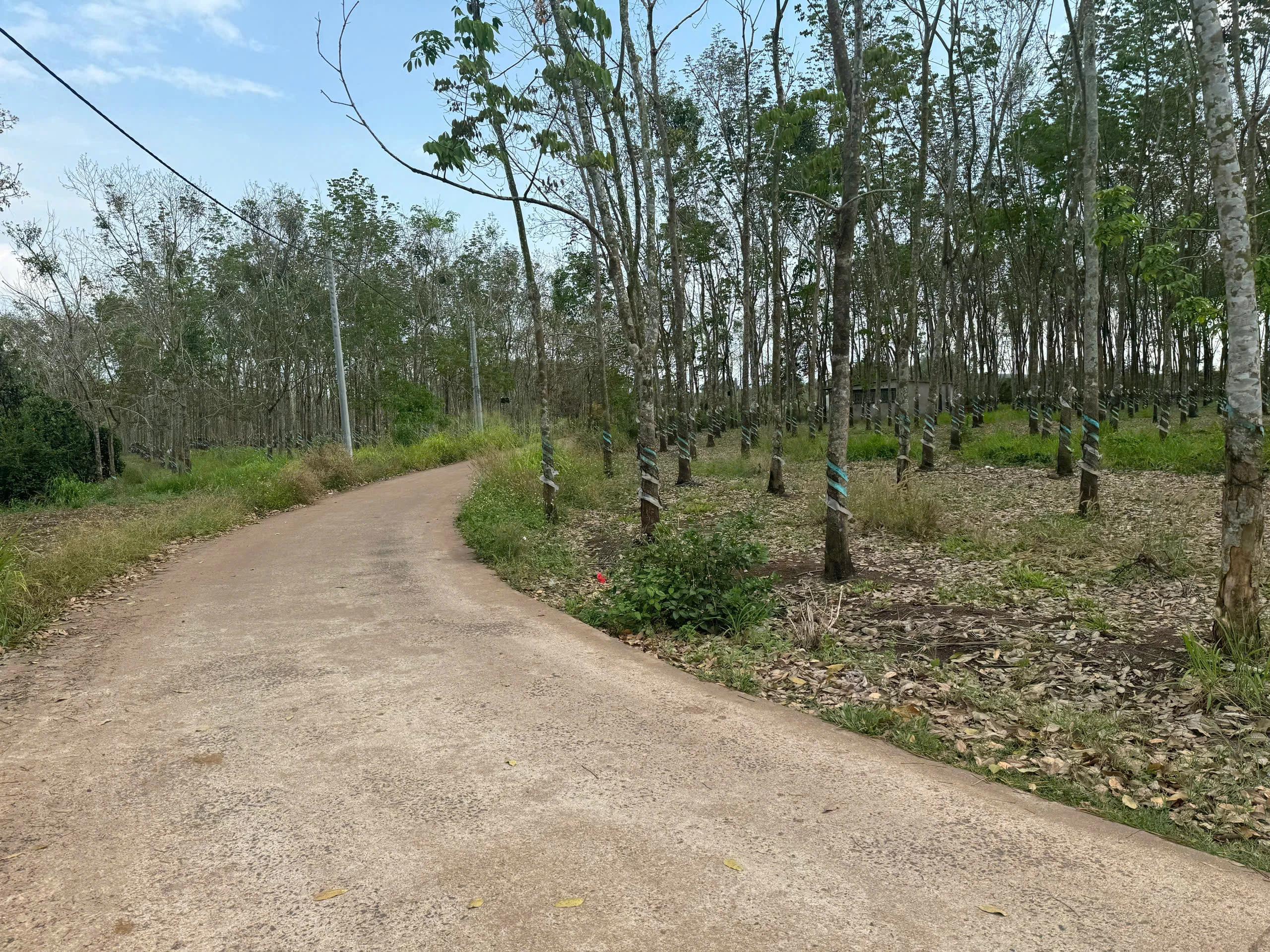 Bán đất nông nghiệp Xã Cẩm Đưỡng huyện Long Thành Đồng Nai