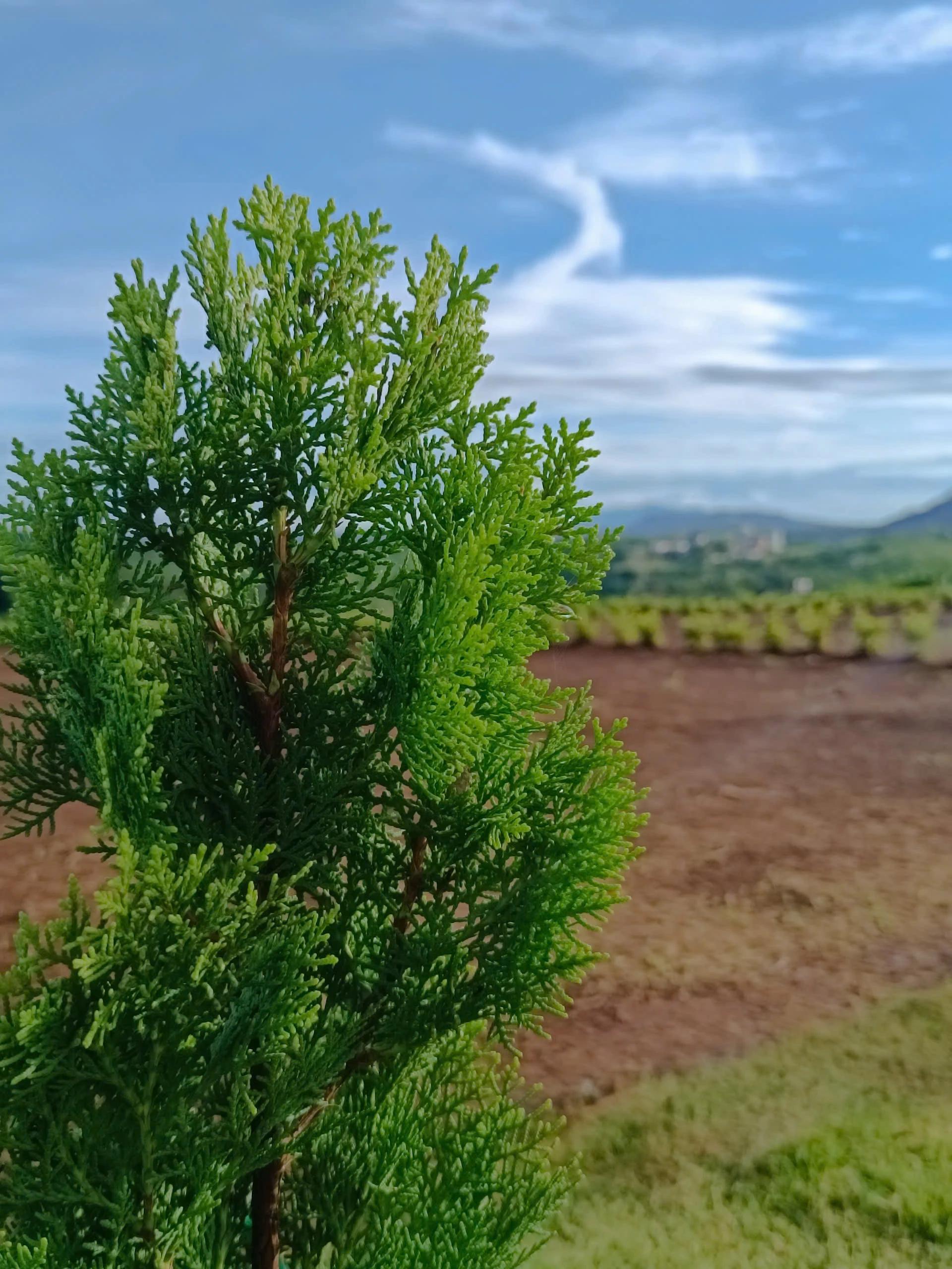 Cơ hội đầu tư cực HOT tại Di Linh! Xem ngay kẻo lỡ vị trí đẹp, pháp lý rõ ràng!